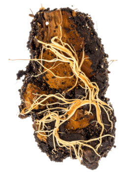 esposto albero radici Rete incorporato nel suolo, illustrare intricato sotterraneo struttura png