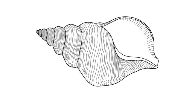 detallado línea dibujo de un espiral concha, presentando intrincado ondulado patrones y un prominente apertura, aislado en un blanco antecedentes. vector