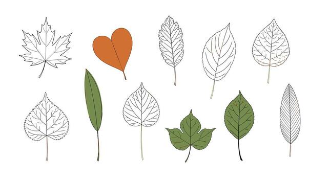 colección de diverso hoja ilustraciones en varios estilos y colores en un blanco antecedentes. vector