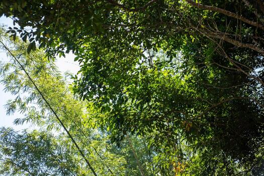 Lush Green Forest Canopy Against Bright Sky photo