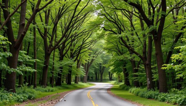 The paved road winds gently through a forest of towering green trees, their branches forming a natural arch above the smooth surface of the road. photo
