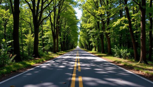 The paved road stretches through a forest of tall, leafy trees, with shadows creating intricate patterns across the asphalt. photo
