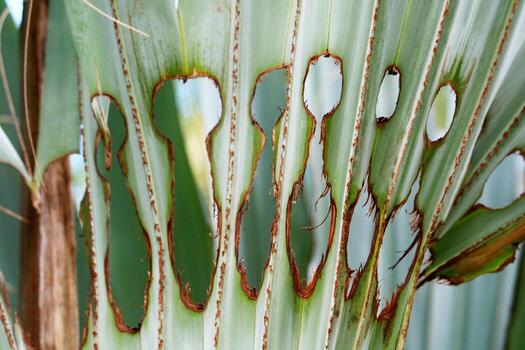 Close-up of Intricate Patterns on Palm Leaf with Unique Holes photo