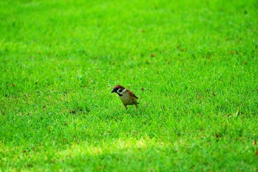 Sparrow on Green Grass in Natural Setting photo