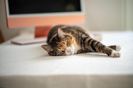 Contented cat relaxing, lying on table beside computer. Cute lazy kitty resting on workplace at home photo