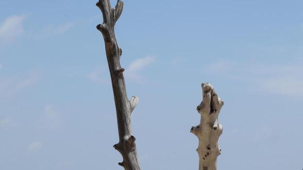 Bare tree branches reach towards the pale blue sky on a bright, sunny day, creating a stark and minimalist scene with a sense of serenity. photo