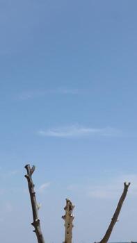 Bare tree branches reach towards the clear blue sky on a bright sunny day, creating a minimalist and serene scene. photo