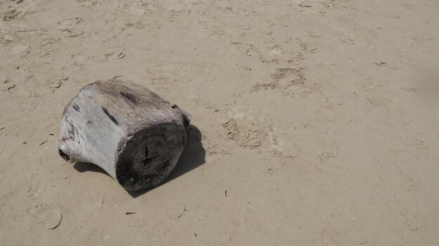 Driftwood rests peacefully on the sandy beach, casting a shadow in the bright sunlight, creating a serene and calming coastal scene. photo