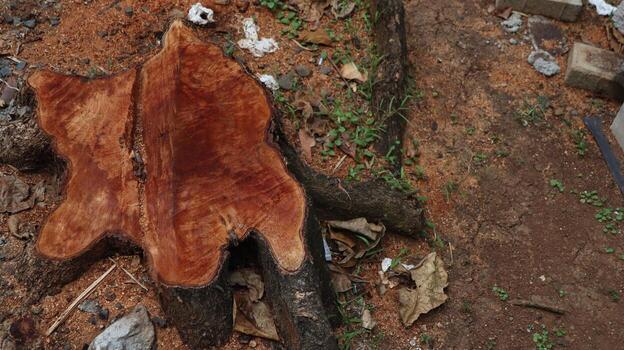 Tree stump sits on the ground surrounded by wood shavings and small plants, showing the raw beauty of nature's cycle in a rustic setting. photo