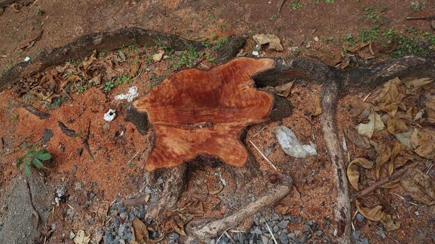 Cut tree stump sits amongst roots and debris on the ground, showing the raw wood and surrounding environment in a natural setting. photo