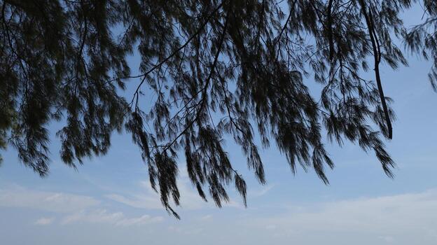 Tree branches sway gently against the light blue sky with soft white clouds, creating a peaceful and serene atmosphere on a calm day. photo