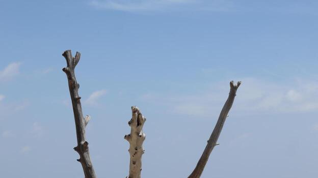 Bare tree branches reaching towards the clear blue sky create a minimalist and serene scene, evoking a sense of peace and tranquility. photo