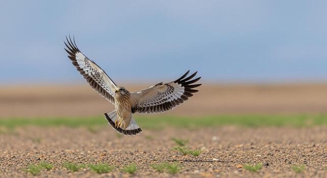 Majestic hawk soaring through a vast open field, showcasing its intricate wing patterns against a clear sky photo