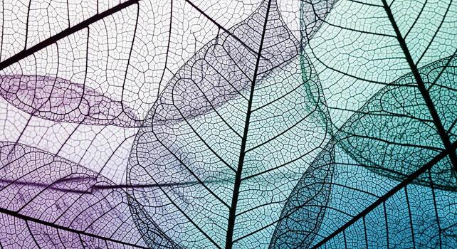 Macro view of translucent skeletal leaves in purple, blue, and teal, creating a delicate abstract pattern photo