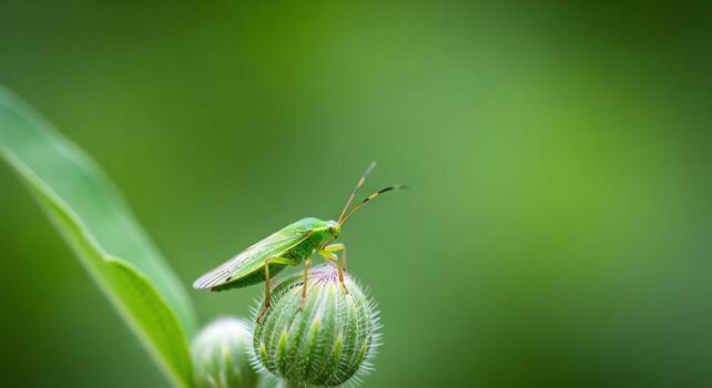Macro shot of a bright green shield bug perched on a fuzzy bud with a soft green background photo