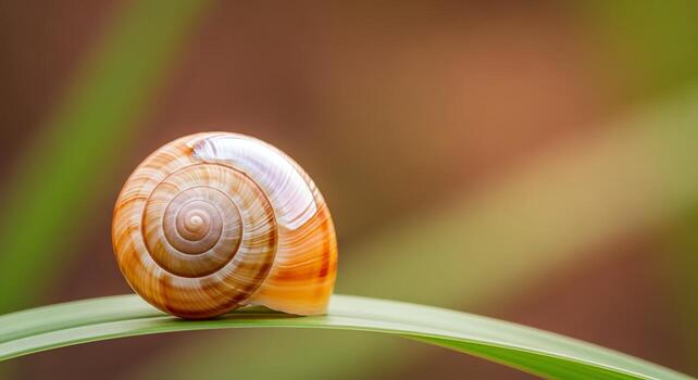 Close-up of a snail shell on a blade of grass with a soft, blurred background photo