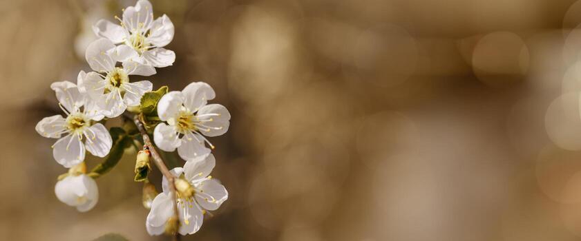 White apple flowers on nature blur bokeh background with copy space, springtime scenery with blooming branch tree close up, beige brown tones, minimal style flowery backdrop banner, natural light photo