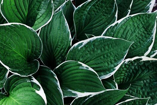 Top view vivid green leaves repetition pattern, Hosta plant leaf natural background, abstract botanical photo, green white nature background minimal style, lush foliage of plantain lilies bright color photo