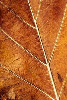 otoño seco hoja de cerca con natural las venas patrón, marrón hoja como naturaleza antecedentes. tendencia botánico diseño fondo, ambiente patrón, otoño estacional todavía vida macro tendencia, suave atención foto