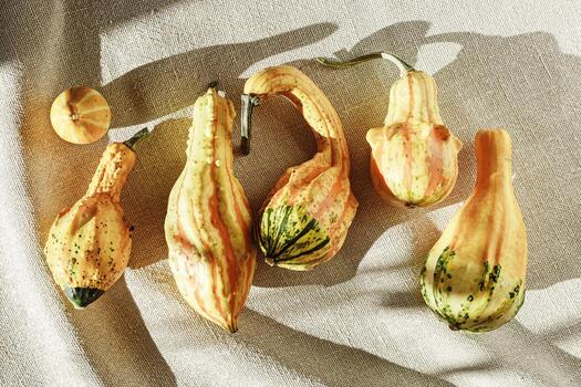Top view pattern from Decorative pumpkins with shadows at sunlight on canvas tablecloth background, Rustic style design still life, autumn season holiday or harvest concept. Autumnal flat lay photo