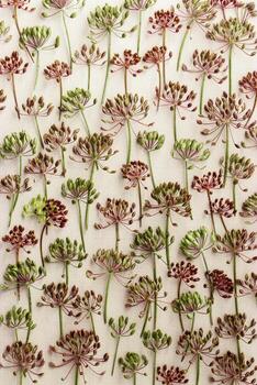 Pattern of dill flowers on light background, top view of dry dill seeds on beige textured paper, natural botanical autumn aesthetic still life, green and red-brown colored autumn nature pattern photo