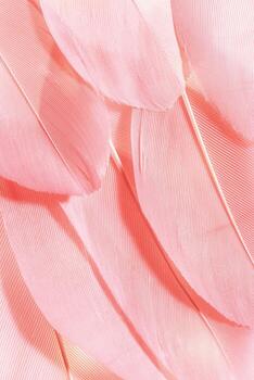 Aesthetic nature closeup pattern from bird feathers, natural texture as natural background, wallpaper, backdrop, design concepts. Delicate monochrome gradient pink or guava color. Minimal pastel view. photo