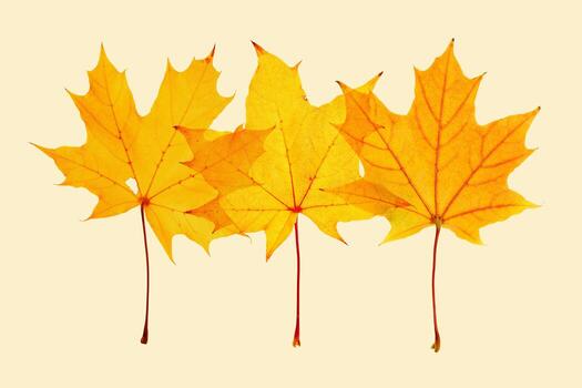 Autumn minimal card with set autumn yellow maple leaf with natural texture, botanical design background, pattern on yellow. Fall aesthetic photography with macro leaves, seasonal autumnal foliage photo