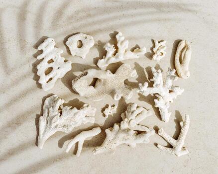 Pieces of coral and palm leaf shadow as minimal creative top view pattern. Stylish layout of found coral. Summer rest concept, beach vibes. Above nature background, neutral white beige gradient photo