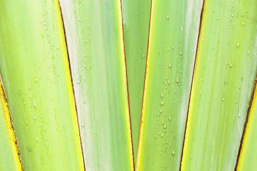 Texture of banana palm tree leaf Green yellow color. Close up nature background for design. Lines from palm leaves as abstract texture backdrop, natural aesthetic botanical photo pattern from foliage