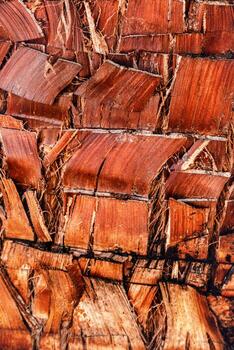 Close up of natural palm tree trunk texture background, natural wood patterns and structured rough tropical wooden surface, macro photo detailed texture of layered bark and fibrous coconut coir