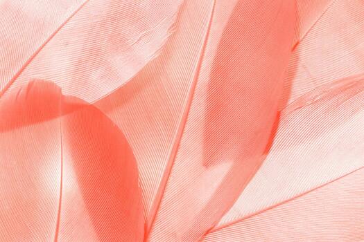 Aesthetic nature close-up pattern from bird feathers, natural texture as natural background, wallpaper, backdrop, design concept Delicate monochrome gradient pink or guava color. Minimal pastel view. photo