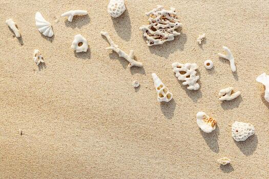 conchas marinas y corales en arenoso playa. elegante mínimo diseño desde encontró conchas y coral en Oceano costa. verano Relación concepto, playa vibras. parte superior ver naturaleza fondo, Copiar espacio, pálido tonos foto