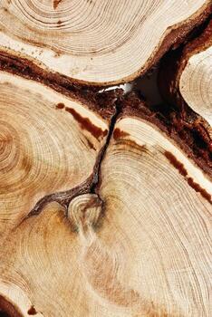Wooden round slices with bark as texture natural background, sawed wood logs as nature pattern. Cross-section of juniper. Aesthetic texture fon, environmental design, natural surface photo