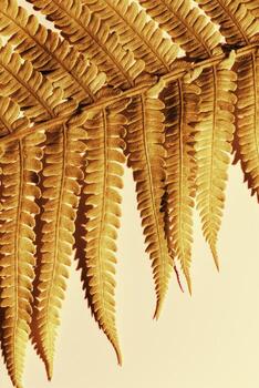 Close-Up of Golden Fern Leaves, autumn textured background, copy space, natural beauty pattern, minimal botanical view, scenic gold leaf at sunlight with shadow, nature geometric lines and shapes photo