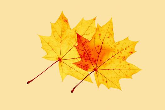Two Autumn yellow leaves with veins texture, vivid colored maple tree leaf on beige background. Beautiful autumnal botanical still life , close up fall foliage minimal style aesthetic nature photo