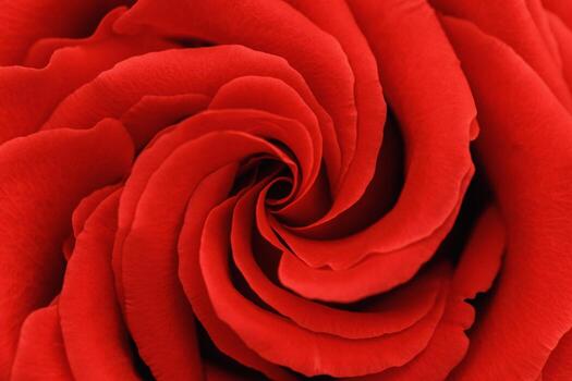 Closeup red rose with petals macro texture, top view beauty nature aesthetic background, Natural floral geometric pattern with curve lines, selective focus, vivid monochrome colored stylish photo