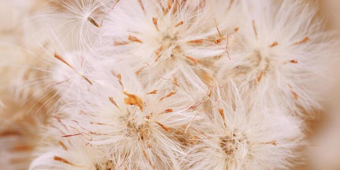 Monochrome nature banner as patterns of fluffy seeds of wildflowers, natural texture background, Close-up dry grass beige brown gradient color, macro photo, natural botanical background, neutral toned photo