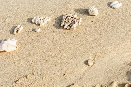 Assorted Seashells and corals on Golden Beach Sand, nature still life from shells and coral pieces arranged on natural beige sandy background, frame with copy space, minimal style, neutral tones photo