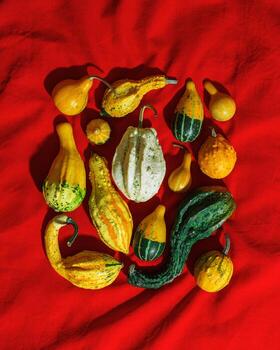 Pumpkins, gourds, squashes, patissons of different shapes and colors top view on red textile tablecloth. Autumn flat lay composition with ornamental pumpkins, minimal style, sunlight shadow photo
