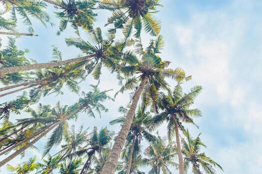 Green leaves of Palm trees view from below under blue clouds sky, travel and relahation concept, abstract nature background, Coconut trees at tropical coast, summer mood, wide angle view photo