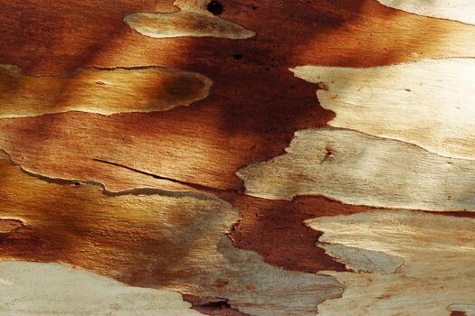 Old Tree Trunk Surface sycamore with Weathered Layers and Abstract Wood Grain Pattern. Aesthetic Nature Raw Beauty, Organic textured wooden background, Macro Photo bark of tropical plant, earthy tones