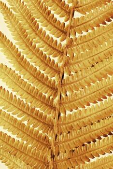 Golden Fern Leaf as natural background, close-up autumn texture, minimal botanical pattern, top view shiny gold leaves at sunlight with aesthetic organic shapes, warm vivid colors, nature pattern photo