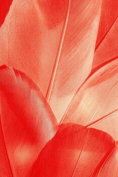 Nature pattern of bird feathers, beautiful natural texture with delicate detail, fluffy bright red feather closeup. Abstract plumage macro photo. Saturated gradient color create romance, autumn mood. photo