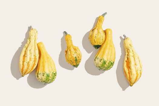 Top view Pumpkins, gourds, squashes of different shapes and colors, sunlight shadow. Autumn flat lay composition with ornamental pumpkins, minimal style, overview photo, autumnal holidays photo