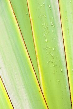 Light green Banana Leaf Detail with Raindrops, Close-up of fresh yellow green palm leaf with water droplets and visible textures, minimal natural geometric pattern as nature background photo