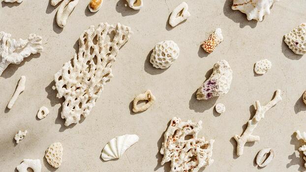 Assorted natural Seashells, corals at sunlight, summer nature still life banner of shell, coral pieces arranged on grey beige background, minimal style trend creative pattern, neutral tones, top view photo