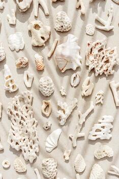 Sea shells, corals, sea stones with palm leaf shadow at sunlight, nature photo of many white shell and coral pieces scattered on light beige concrete, minimal monochrome pattern, neutral pastel color