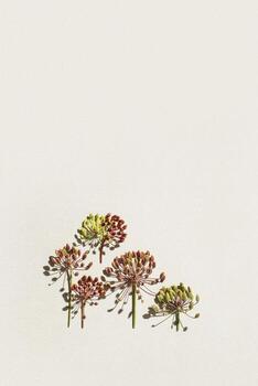 Minimal Pattern of dill flowers on light background, copy space, top view of dry dill seeds on beige paper, natural botanical autumn aesthetic still life, green red brown color autumn nature poster photo