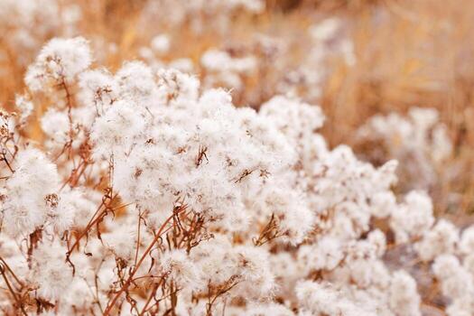 Nature botanic aesthetic background, close up texture fluffy seeds of field flowers, tender soft autumn season scene, warm toned pastel color, macro trend photo. Environment textured fon photo