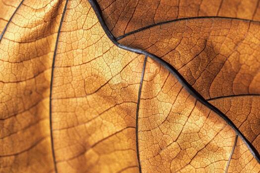 Autumnal Dry Leaf Texture background. Macro photo of leaf show intricate brown texture, withered natural foliage at sunlight, dark shadows. Veins pattern in warm autumn tones, low depth of field
